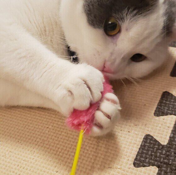 ねこじゃらしを持つマンチカン