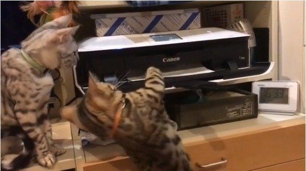 プリンター大好きニャンコ