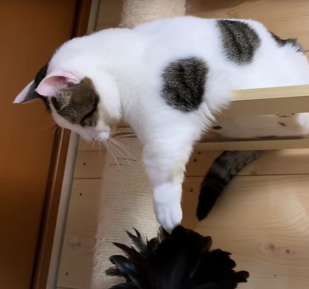 狙う豆大福ちゃん