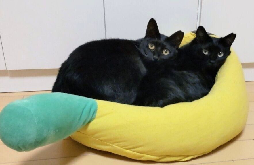 「一緒がいいの」