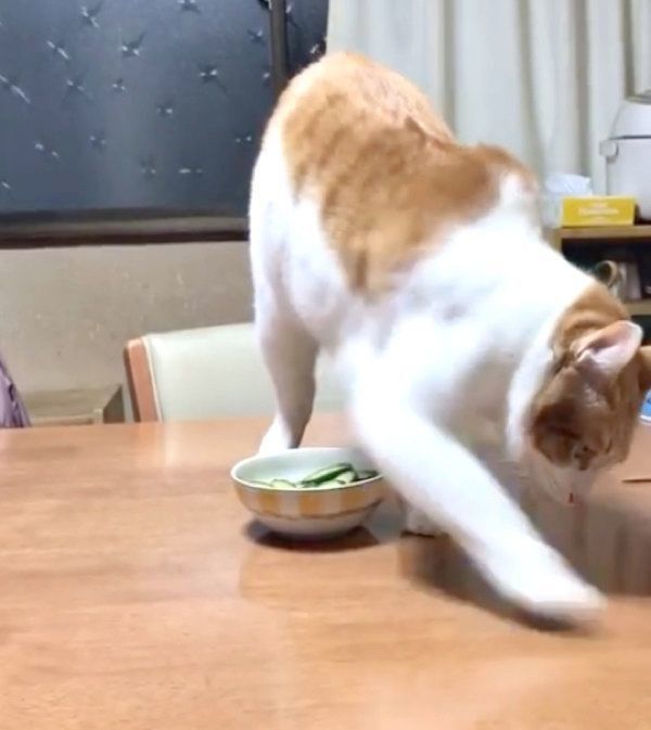 きゅうりに砂をかける猫