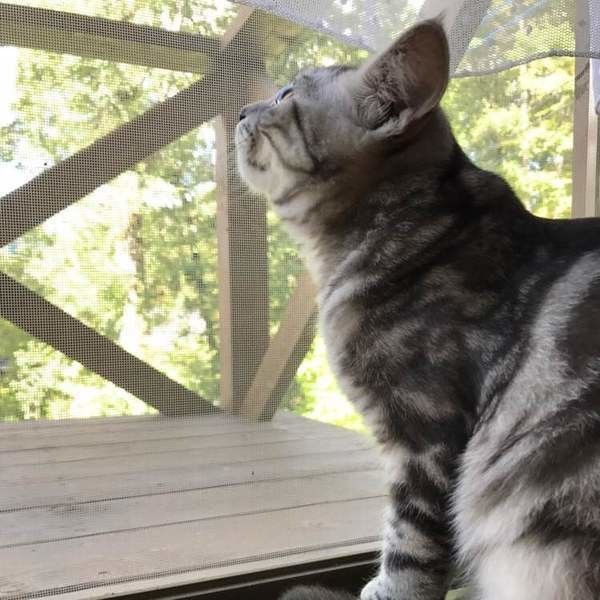 小鉄（こて坊）　アメリカンショートヘア