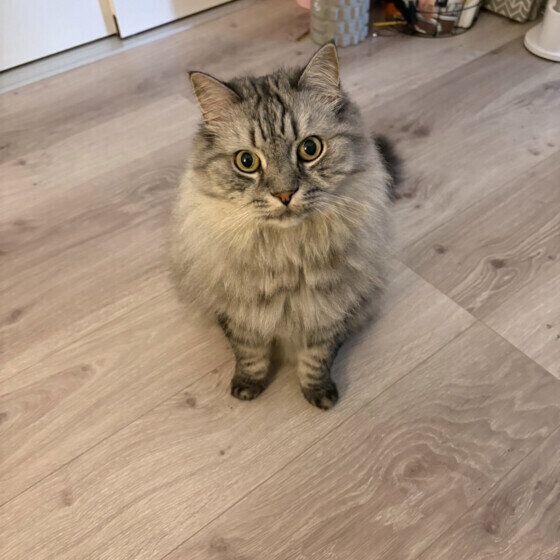 スコティッシュフォールドの銀太くん　12才