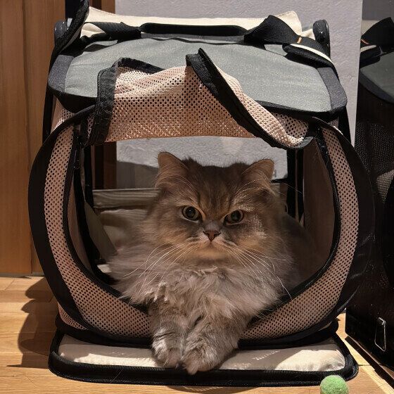 ラガマフィンのLottaくん