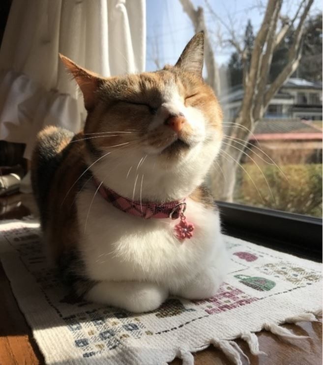 まいにちのいぬのきもち・ねこのきもちアプリ