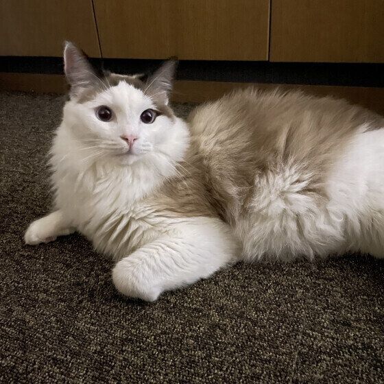 ラグドールのレオちゃん