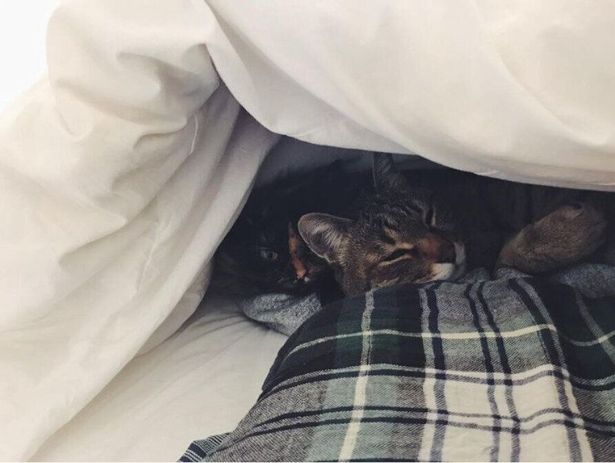 布団の中に入る猫たち