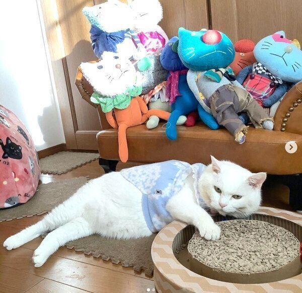 ニトリのジョイントマットでくつろぐももちゃん