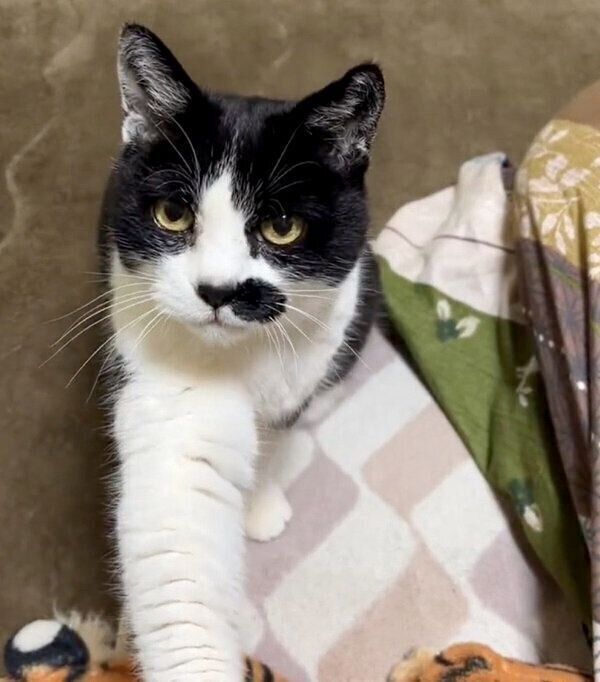 飼い主さんにタッチするドツちゃん