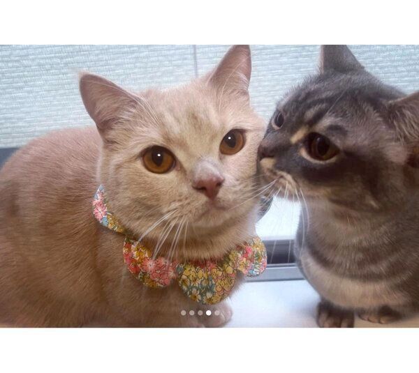 仲良しなつくねくん、みりんくん