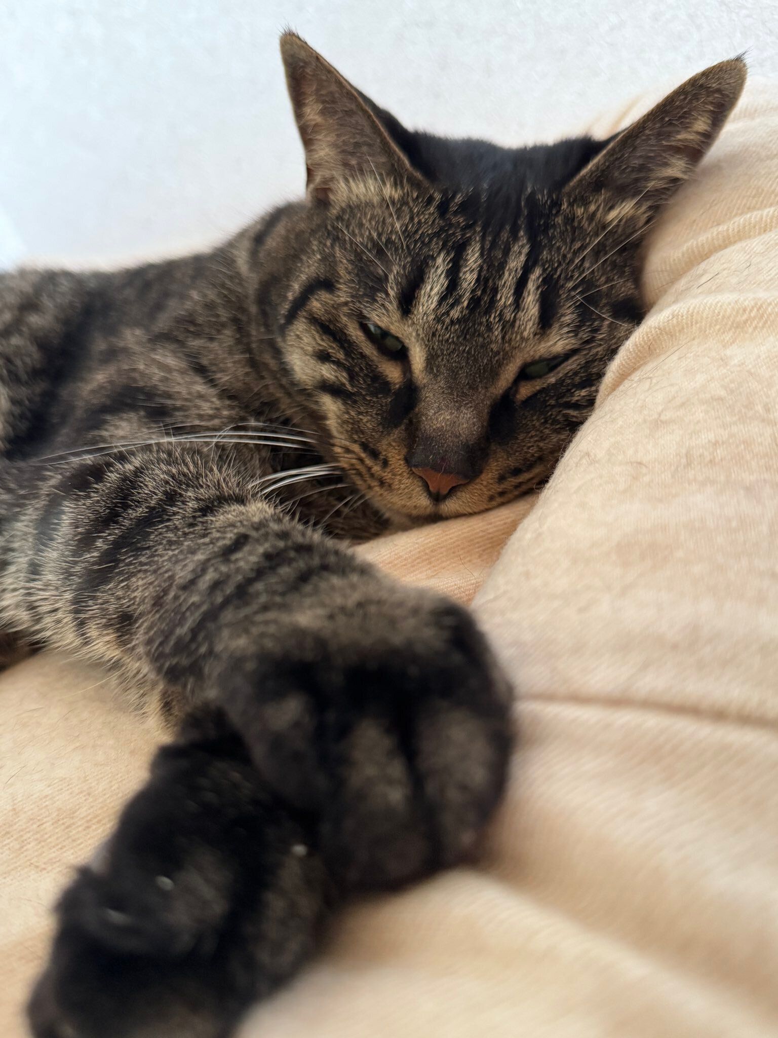飼い主さんのそばでくつろぐ猫
