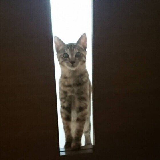 ドアから見る猫（メス）