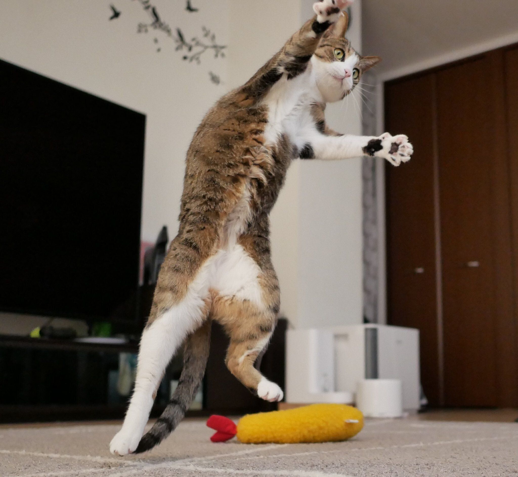 ゴールキーパーのようなちょこちゃん