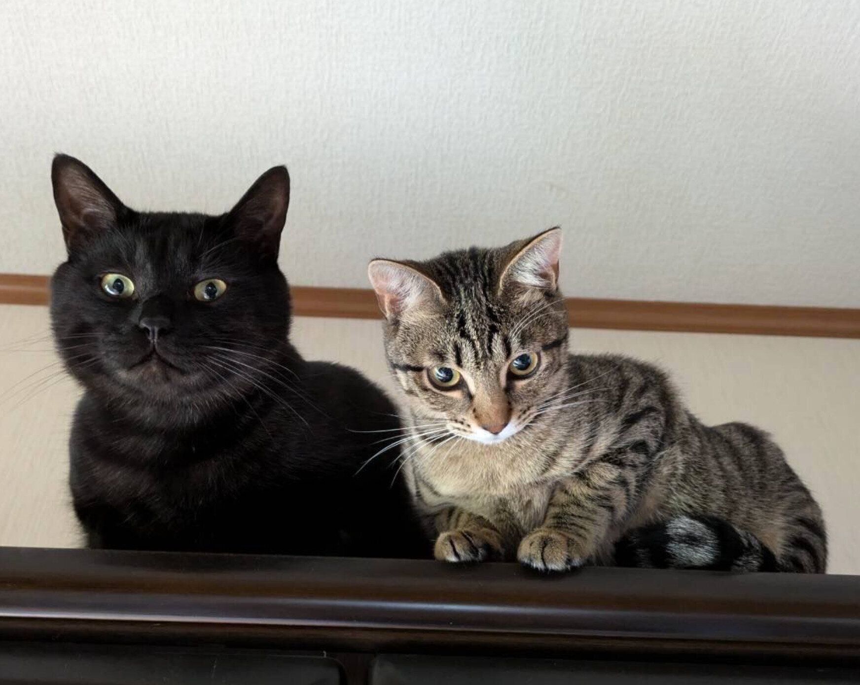 サラミくんとラムくん