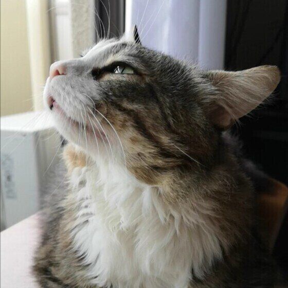 雨のニオイを嗅ぐ猫（メインクーン、オス）