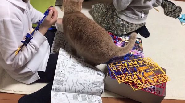 かまってほしい猫