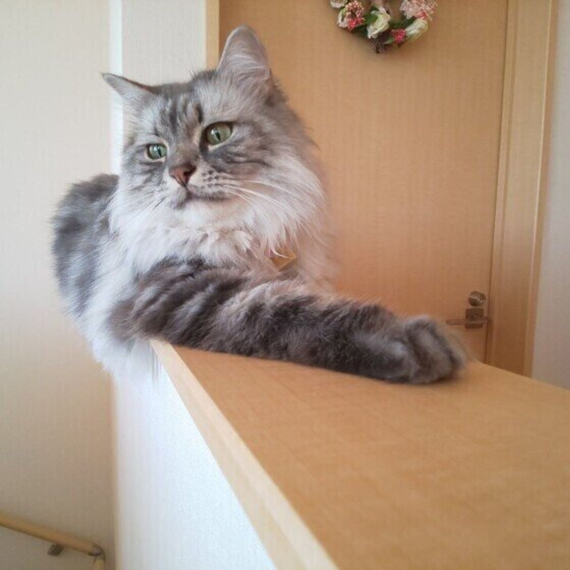 獣医師監修 猫にトマトを与えるときは注意が必要 与えるメリットとデメリットを解説 ねこのきもちweb Magazine 獣医師監修 猫にトマトを与えるときは注意が必要 与えるメリットとデメリットを解説 ねこのきもちweb Magazine