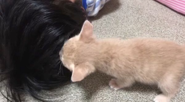 毛づくろいする子猫