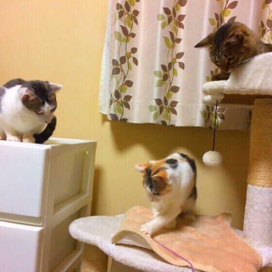 3匹で過ごす猫
