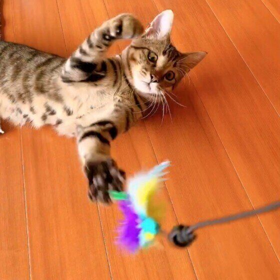 じゃらしで遊ぶキジトラ