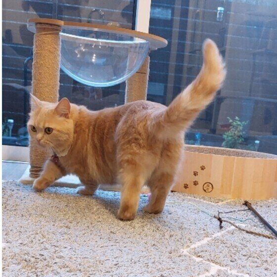 マンチカンのももちゃん♪