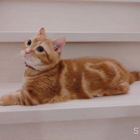 見上げる福くん（マンチカン）