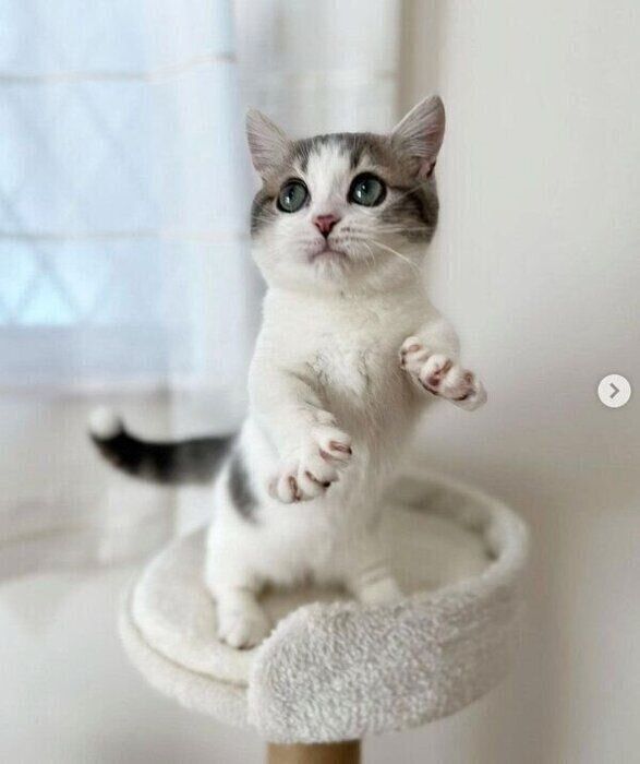 立ち上がるチノちゃん