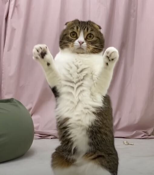 手を上げるスコティッシュフォールド