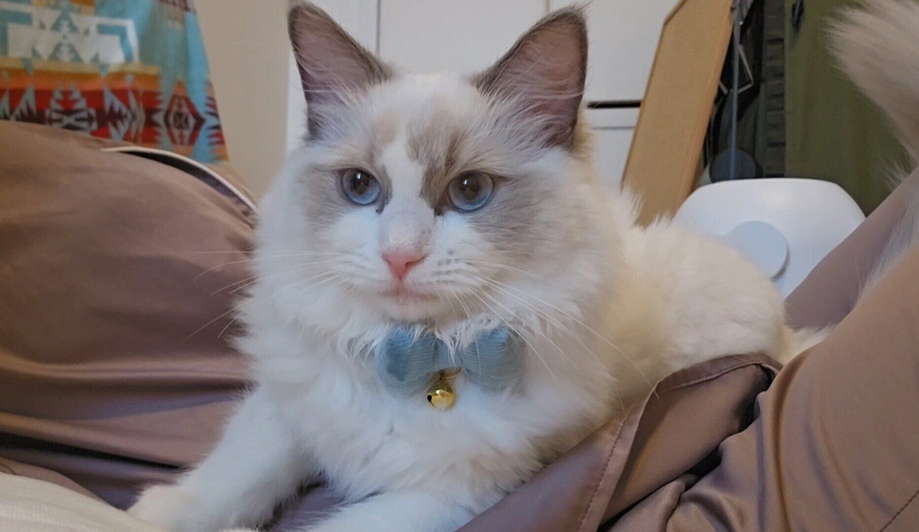 飼い主のおなかに乗るラグドール