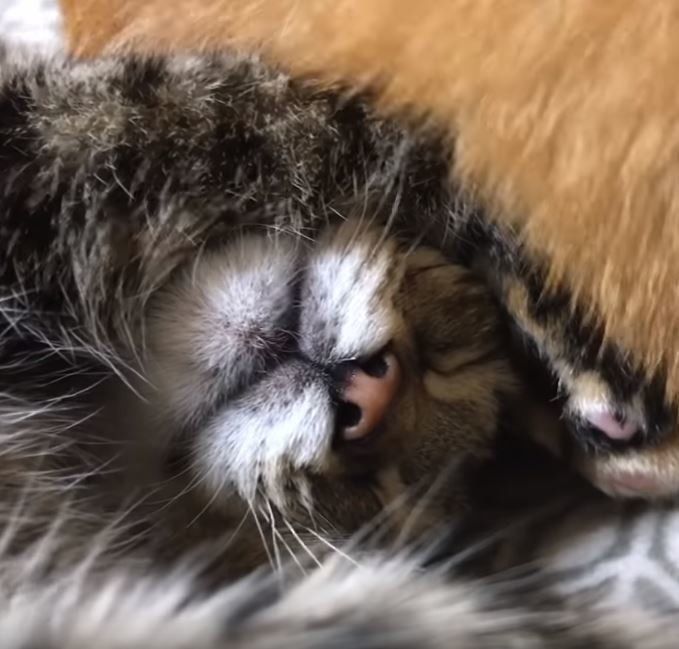 柴犬のそばで眠る子ねこ