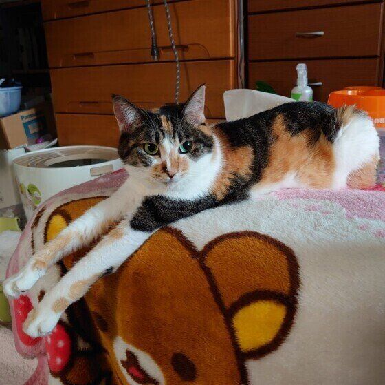 くつろいでいるミーちゃん