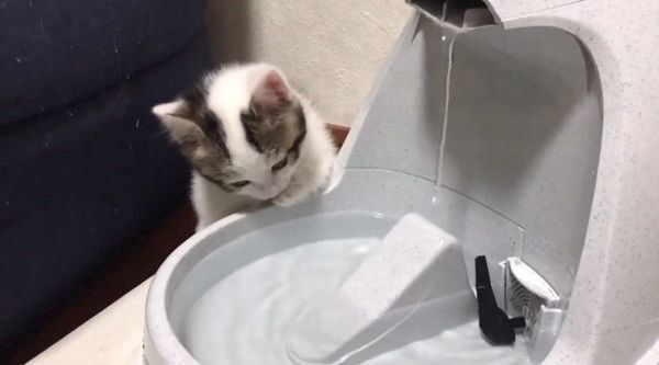 困った水の飲み方をする子猫