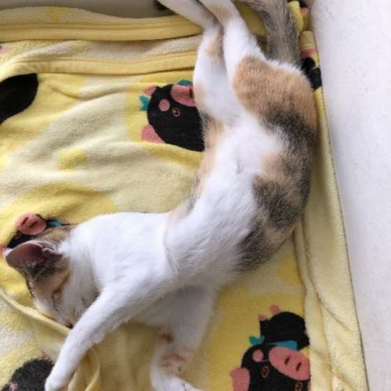 からだをねじって寝ているMIXミケのモモ