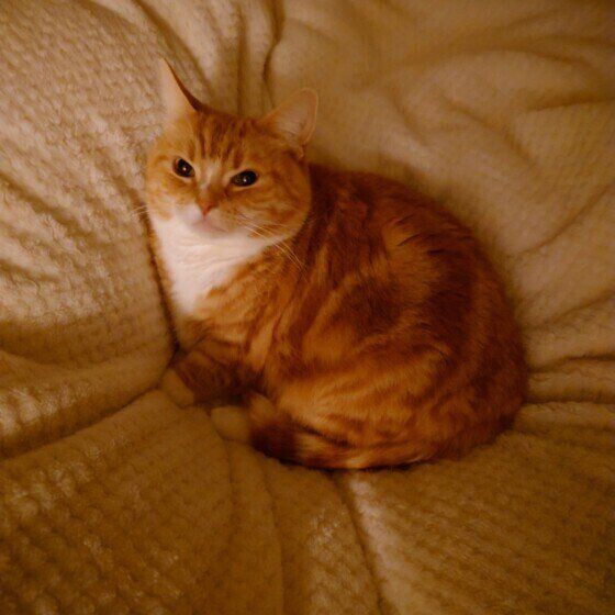 布団の上にのって寝る猫