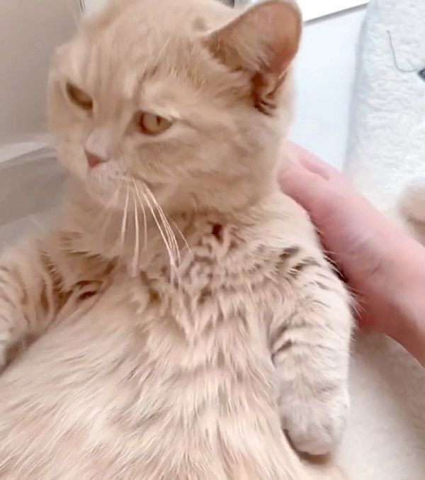 飼い主さんに撫でてもらうここちゃん