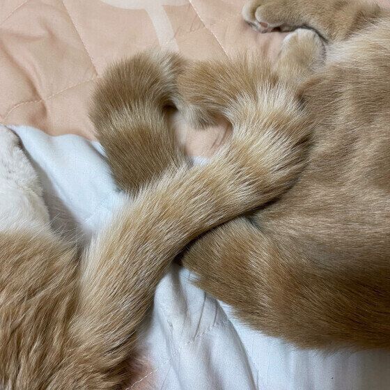 しっぽを絡め合う猫たち