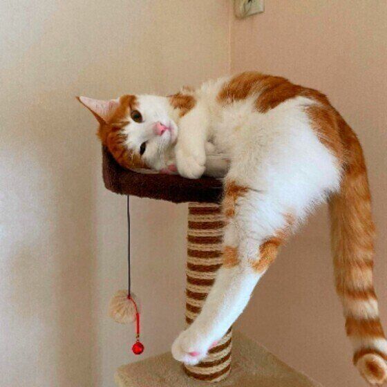 キャットタワーで遊ぶpocaくん