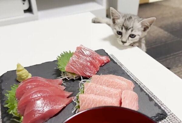 マグロが気になるととまるくん