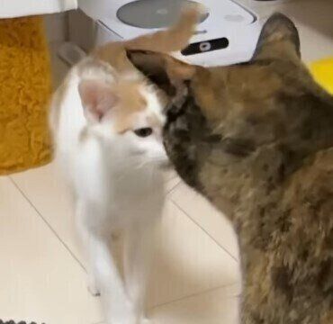 鼻チューする猫たち