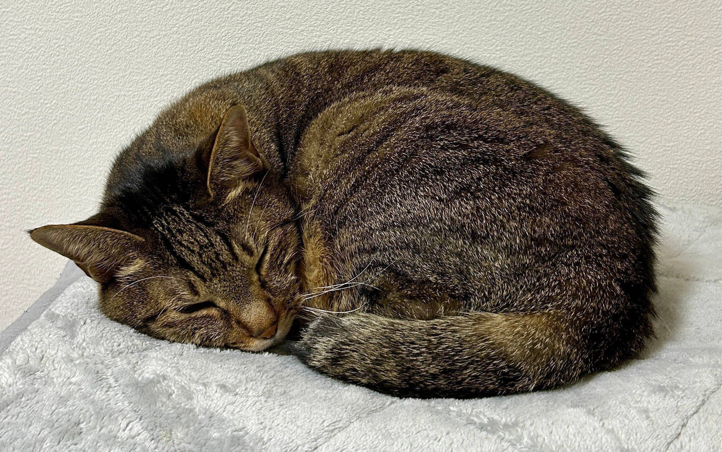 丸くなって寝る猫