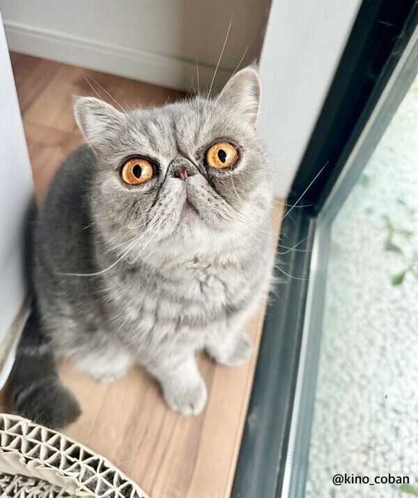 見つめるふくすけくん