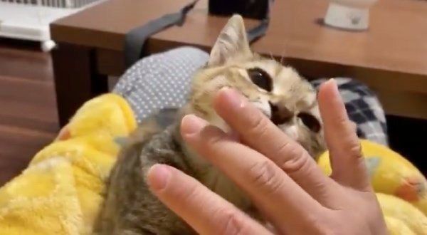 指をハムハムするしじみちゃん