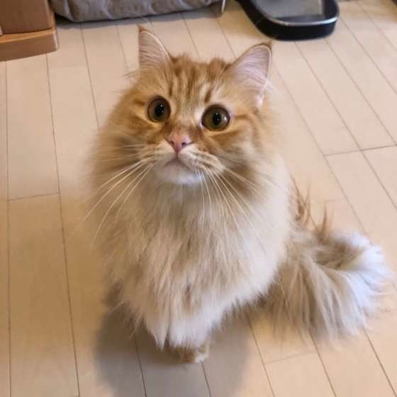 ラガマフィンのモモちゃん