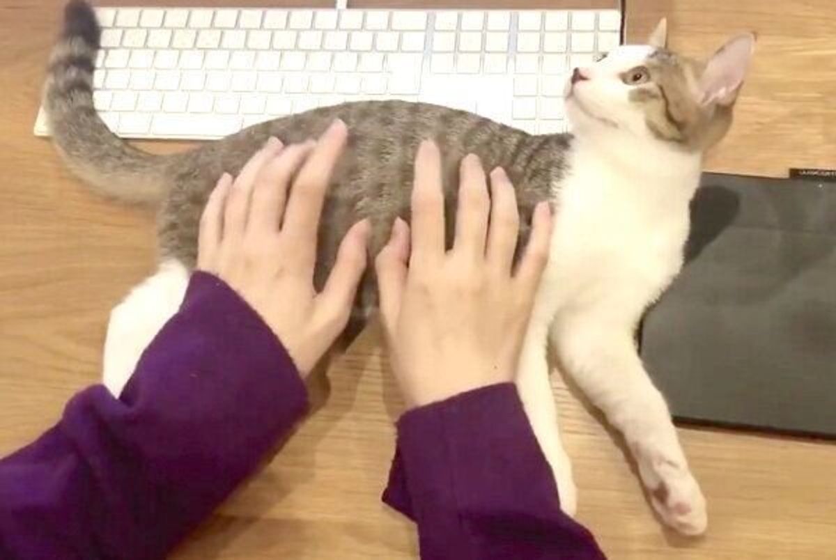 人をダメにするキーボード 爆誕 笑 飼い主が 生活水準が5億倍上がった と語る保護猫兄弟との暮らしを聞いてみた ねこのきもちweb Magazine 人をダメにするキーボード 爆誕 笑 飼い主が 生活水準が5億倍上がった と語る保護猫兄弟との暮らしを聞いてみた ねこのきもちweb Magazine