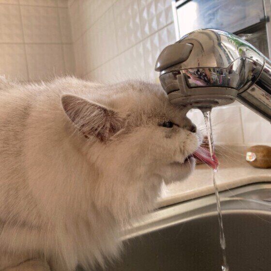 ペルシャのすずちゃん