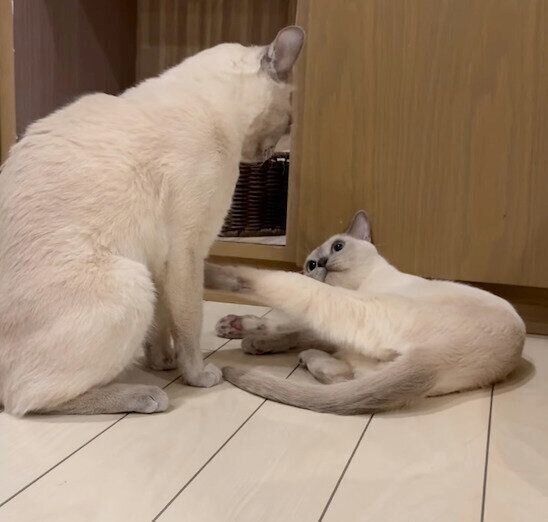 手よりも足が出てしまうマハロくん