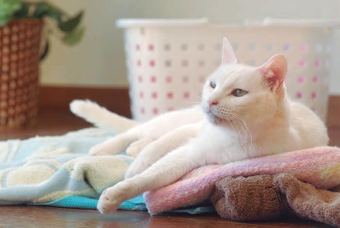 柔軟剤のニオイ