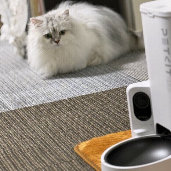 ごはんを待つラガマフィン