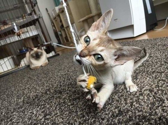 遊ぶシンガプーラ