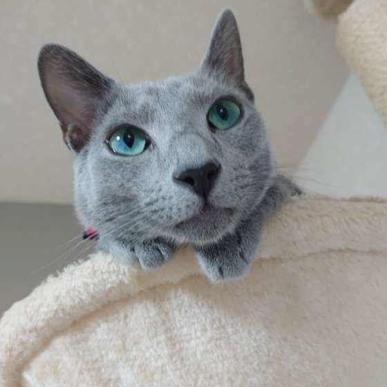 なにかを見つめるロシアンブルー